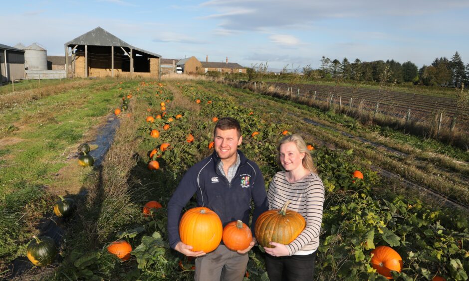 Angus Dowell at Cononsyth Farm pumpkin patch.