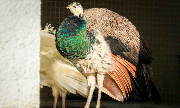 The Pittencrieff Park peacocks are iconic