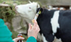 Close up of veterinarian hand holding syringe and bottle on farm with cow in background; Shutterstock ID 334708382; Purchase Order: -

cattle vaccine