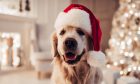 Move over children, it's time for dogs to meet Santa in Fife! Image: Shutterstock.