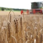 Tayside scientists discover potential ‘game-changer’ for barley growers