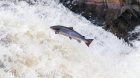 Salmon leaping up white water with rocks behind