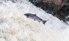 Salmon leaping up white water with rocks behind