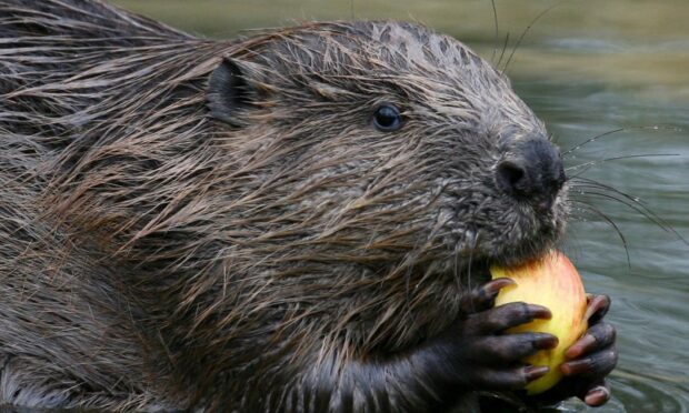 beavers London
