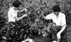Berry Picking at Inchture.
Photograph shows two women picking Blackcurrants at Ballindean Farm, Inchture. August 1955. Image: DC Thomson
