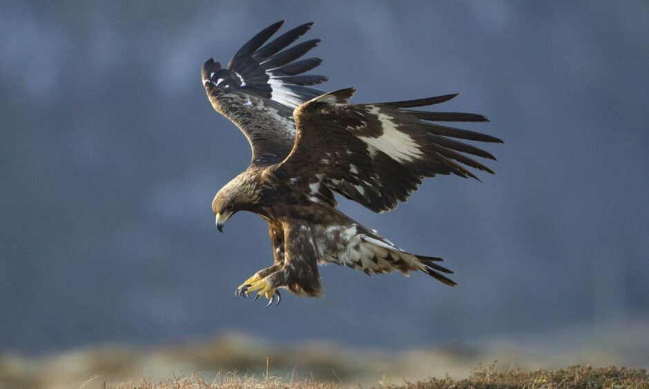 Golden eagles are now only in a third of the breeding grounds they should be.