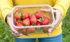 A person holding a punnet of strawberries outdoors