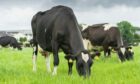 CULPRIT: Dairy genetics company Semex says its new breeding tool could substantially bring down farm emissions.