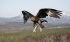 A golden eagle in flight.