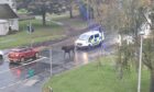 Police were seen following the bullock shortly before 9am (Pic: Sorrell Donaldson)