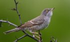 The barred warbler - Rab thinks it was one of these that flew into his window.