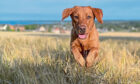 Darcey, a fox-red Labrador from Tayport in Fife features on Scotland's Best Dog.