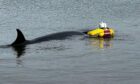 Rescuers had managed to refloat the whale, but it has been found dead just a day later