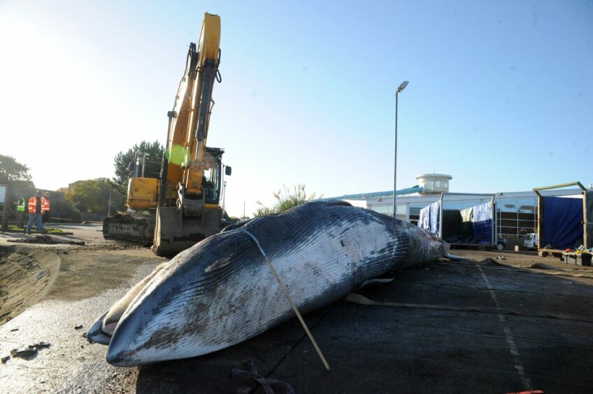 The sei whale that was stranded in the Forth and later washed up dead.