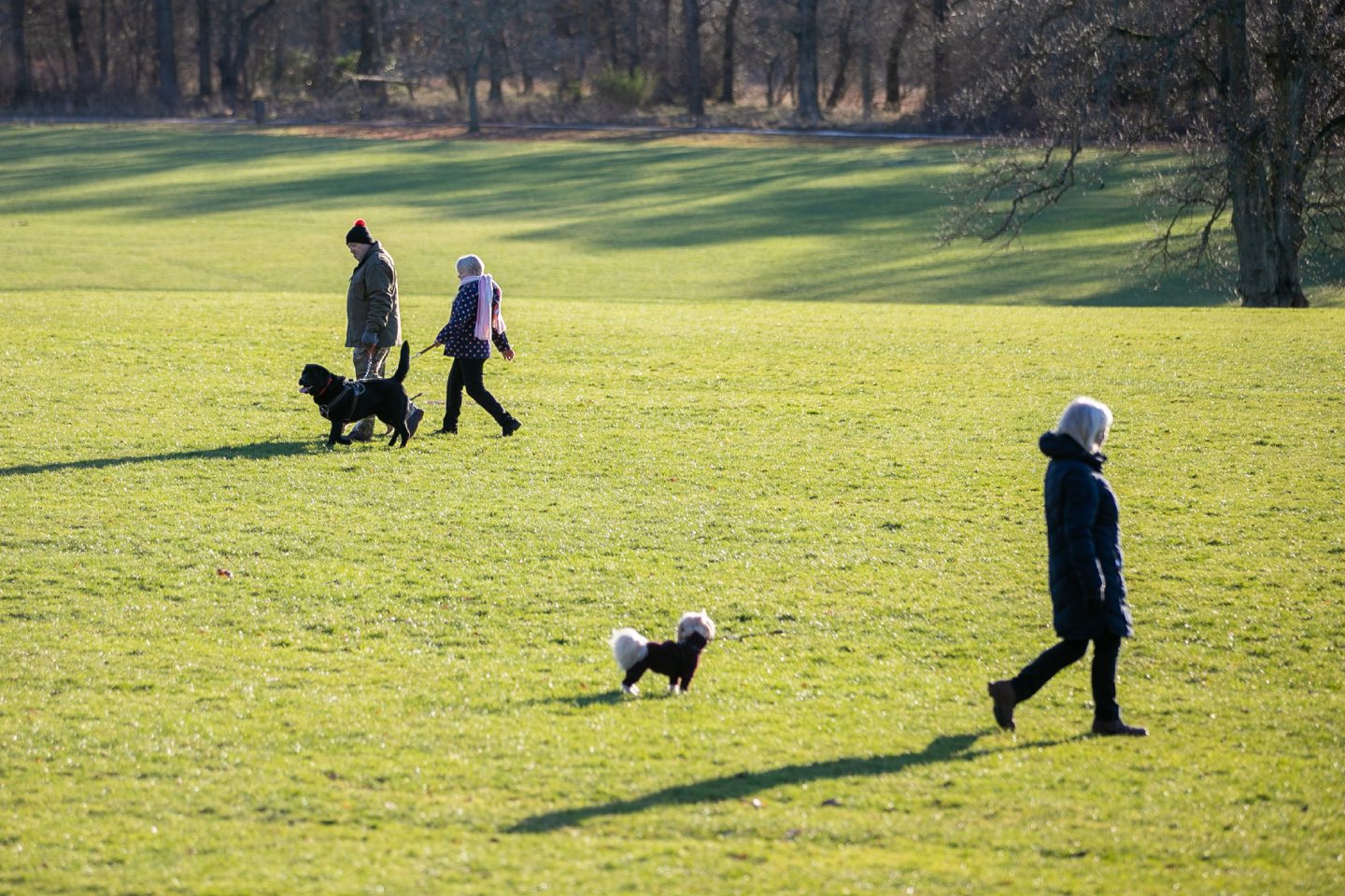 Covid Scotland Can I walk my dog if I'm selfisolating?