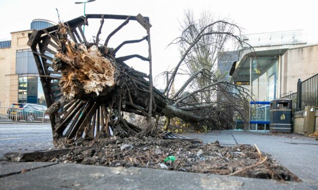 A tree blown over in Dundee city centre during Storm Arwen.