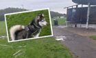 Paul McGowan has launched a petition after dog gets injured in Lochgelly public park.