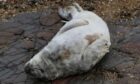 The injured seal pup has been named Ori by animal welfare staff.