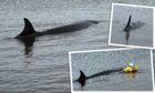 A rescue operation successfully helped guide the whale to safety.