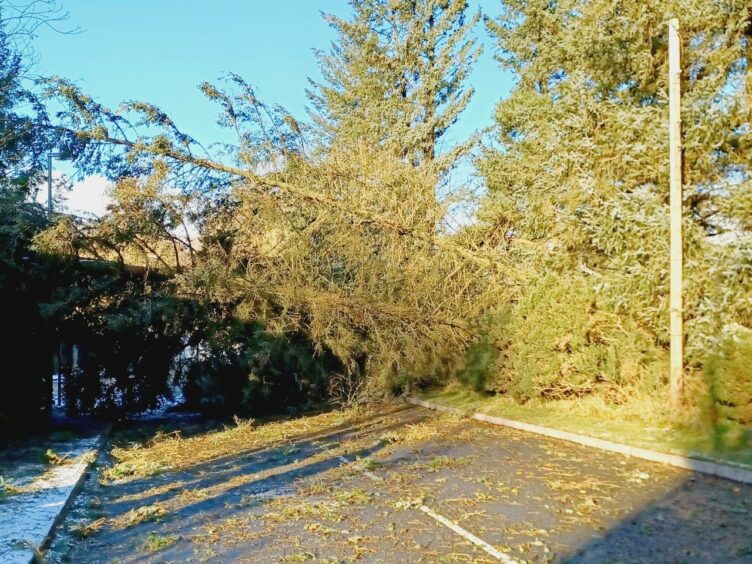 Dozens of trees were blown over in Kirriemuir and surrounding area cutting off electricity supplies to hundreds of homes.
