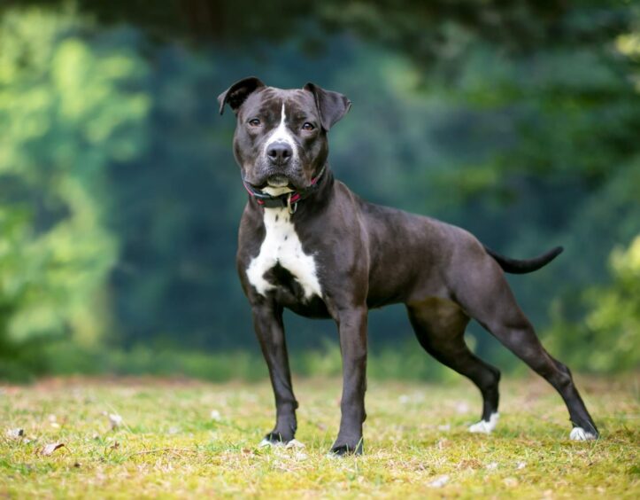 A black and white Pit Bull Terrier 
