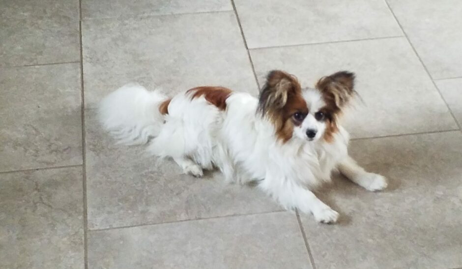 Piper the Papillon