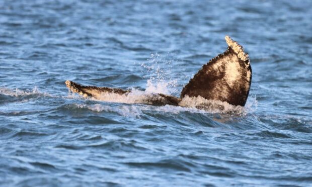 Ronnie Mackie has been out watching the whale since it arrived.