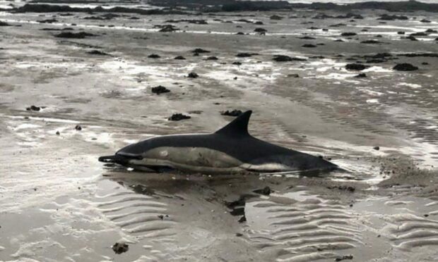 The dolphin was found just 24 hours after it was first rescued (Pic: BDMLR)