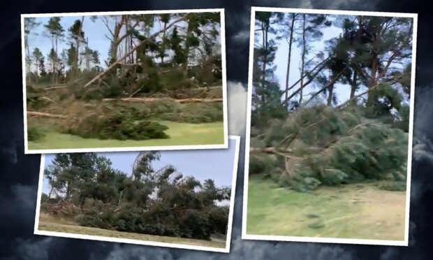 Severe damage to trees at Edzell golf course.