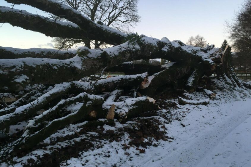 Fallen trees after Storm Arwen.