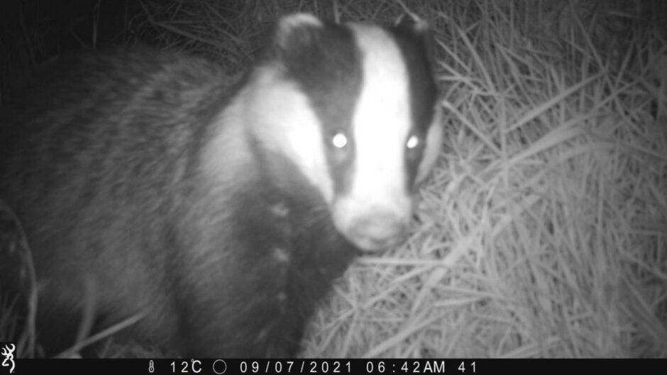 A badger prowling thanks to rewilding work at Kinkell Byre
