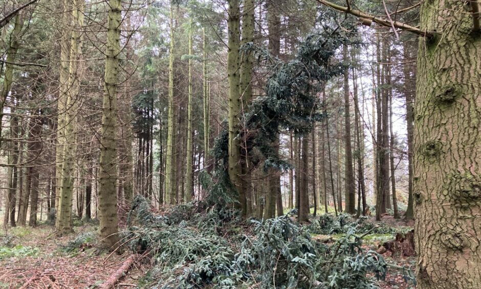 Fallen trees in Templeton Woods, Dundee, following Storm Arwen.