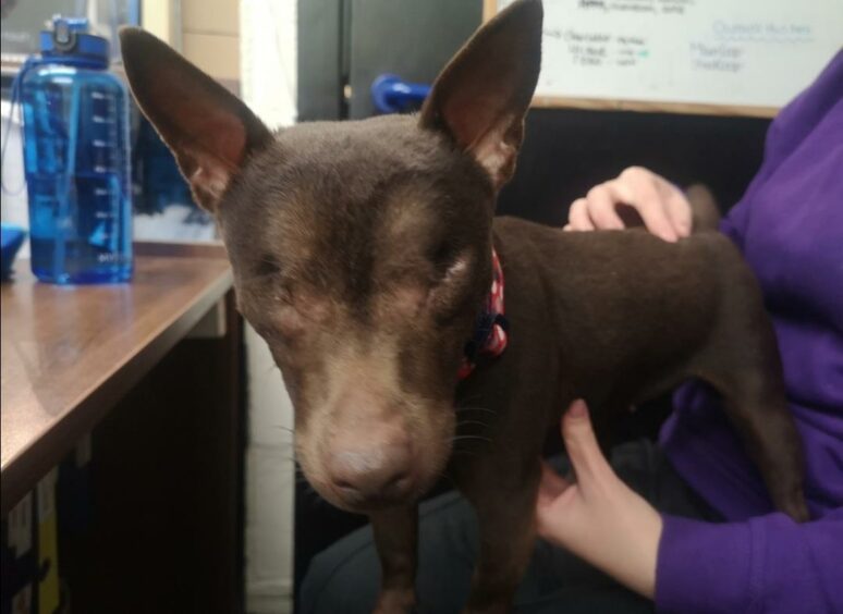 tayside fife spca blind dog