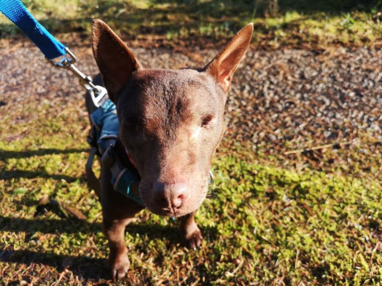 tayside fife spca dog blind