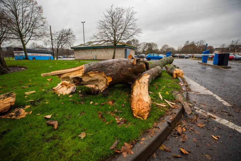 A tree down and partly cleared on Shore Road next to South Inch Carpark, Perth. 