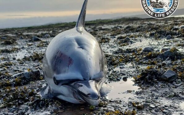 Stranded dolphin Fife