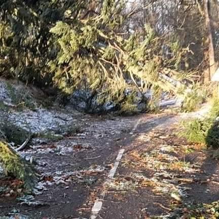 Dozens of trees were blown over in Kirriemuir and surrounding area cutting off electricity supplies to hundreds of homes