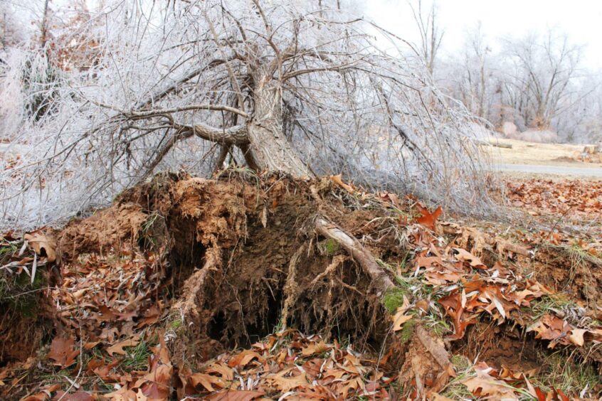Storm Arwen wrought havoc on many trees.