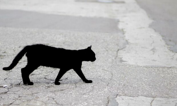 A black cat crossing your path is supposed to bring bad luck.