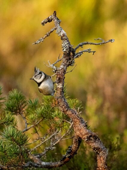 Crested tit