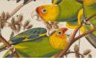 Detail from The Birds of America (NMS).