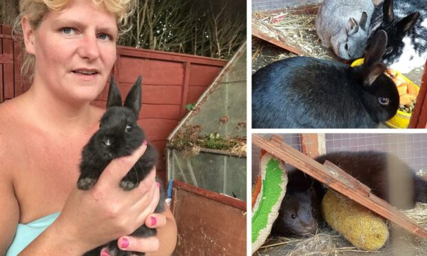 Laura Fraser (left) and her pet rabbits, Daisy, Mavis and Lucky (top right) who were killed by a mink that broke into their cage (bottom right).