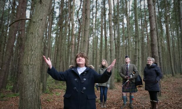 The trees in the woods at Scone being blessed