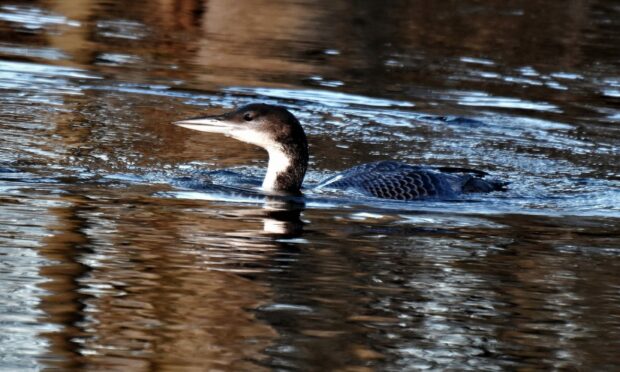 Great northern diver