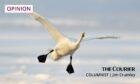 A whooper swan in flight - a highlight of Jim's day at Loch Leven. Photo: Shutterstock.