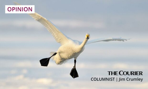A whooper swan in flight - a highlight of Jim's day at Loch Leven. Photo: Shutterstock.