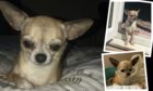 missing fife glenrothes dog stolen