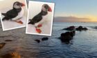 The rescued puffins were christened Tony and Don