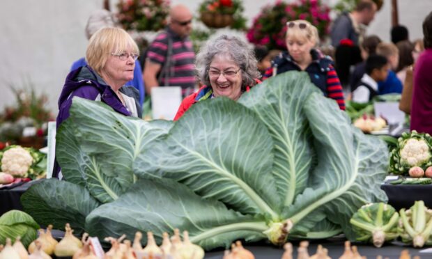 dundee food flower festival