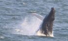 A humpback whale in the Forth, captured on camera by local man Ronnie Mackie.